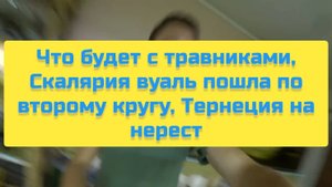 ЧТО БУДЕТ С ТРАВИНКАМИ, СКАЛЯРИЯ ВУАЛЬ ПОШЛА ПО ВТОРОМУ КРУГУ, ТЕРЕНЦИЯ НА НЕРЕСТ