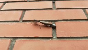 Самка богомола откладывает яйца / оотека