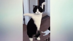 Котики танцуют