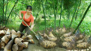 Сбор урожая корней бамбука. Продажа их на местном рынке. Уход за животными. Жизнь во Вьетнаме