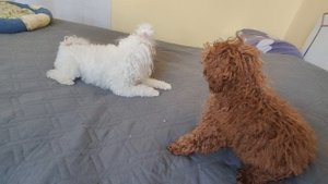 Пудели лучше собаки