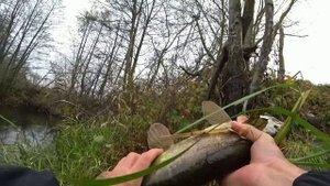 ВОТ ЭТО УДАЧА. СХВАТИЛ ЩУКУ ГОЛЫМИ РУКАМИ. Рыбалка на заросшей корягами реке. Рыбалка на спиннинг