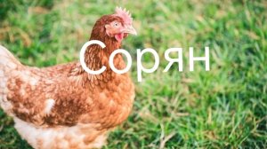 ВИДЕО ПРОКОЛЬН0Е.