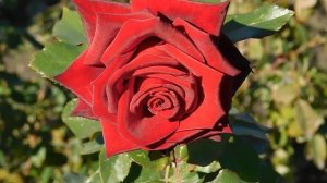 22..10..2025  тэц  ПВН MP4   (375)