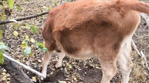 ХАЧАПУРИ! Наша ДЖЕРСИ!. снимаю и плачу.