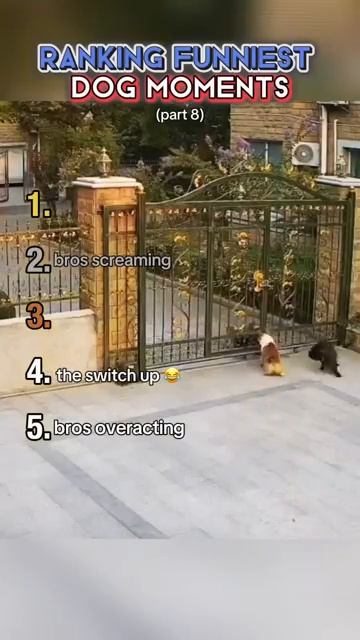 Приколы с животными смотреть онлайн