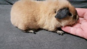 американский тедди кремовый, калифорния с ч.п.(возраст 1,5 месяца)