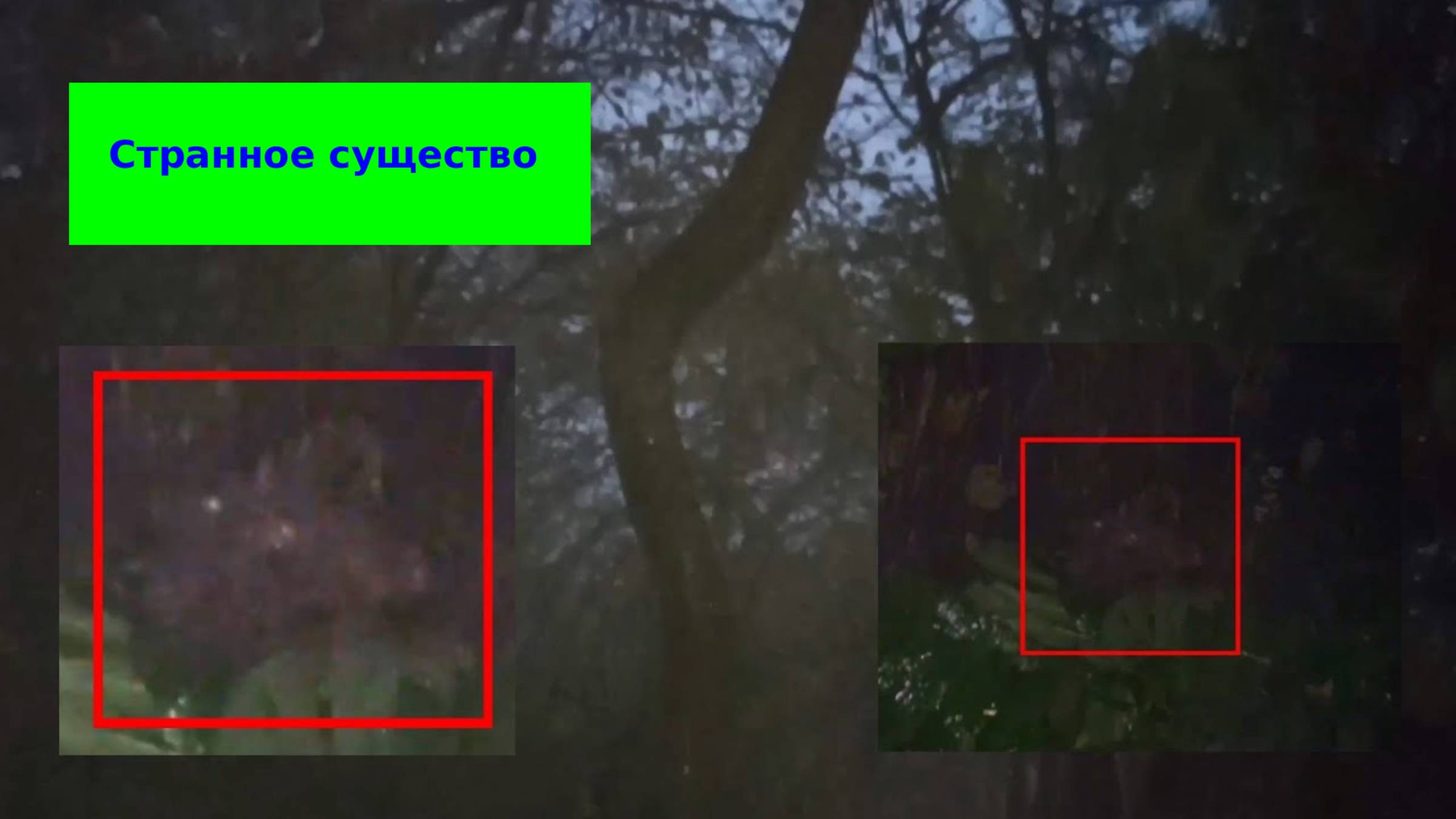 Страшные видео! Реальное наблюдения за странным существом в лесу смотреть онлайн