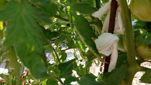 Лучшие семейные сорта томатов  .С любовью из поколения в поколение .1 часть