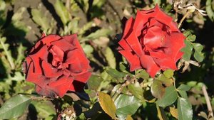 22..10..2025  тэц  ПВН MP4   (419)