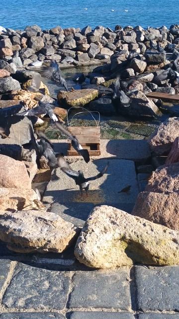 Птичий пляж в Отраде, созданный одесситом.