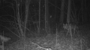 🐺🐺🐺🐺🐺 фото ловушка