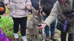 Паруса Надежды/ Сафари парк в подмосковье/Обнимашки с живой природой