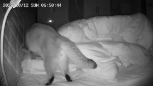 Когда твой кот - суетолог