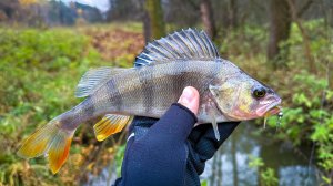 МИКРОДЖИГ снова СПАСАЕТ 👍 ТРУДОВАЯ РЫБАЛКА после ВЫСОКОЙ ВОДЫ / СПИННИНГ поздней ОСЕНЬЮ