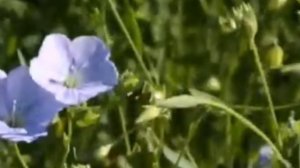 ЛЬНЯНОЕ ПОЛЕ