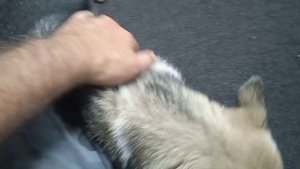 Смотришь на собаку, думаешь...