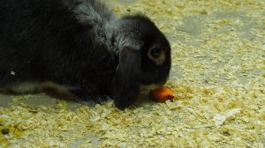 Лапы и хвосты: кролики