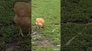 Животные.Сборник интересных моментов из жизни животных.Фильм5.Серия2 .mp4