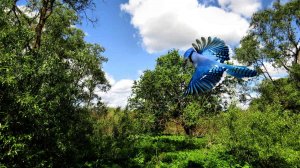 Лето.Птицы поют