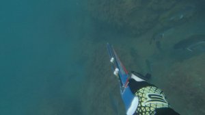 Выбор охотника / Подводная охота