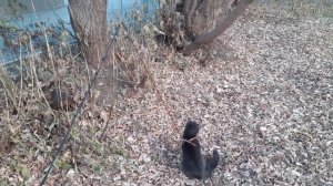 На улице котики.