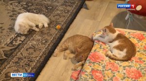 Срочно ищут дом животные из приюта в Рязани