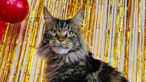 Джоли Чаритон Кун