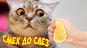 СМЕШНО ДО СЛЕЗ 😹😍 СМЕШНЫЕ КОТЫ, ЛУЧШИЕ ПРИКОЛЫ С КОТАМИ, КОШКИ, ЖИВОТНЫЕ 🥰