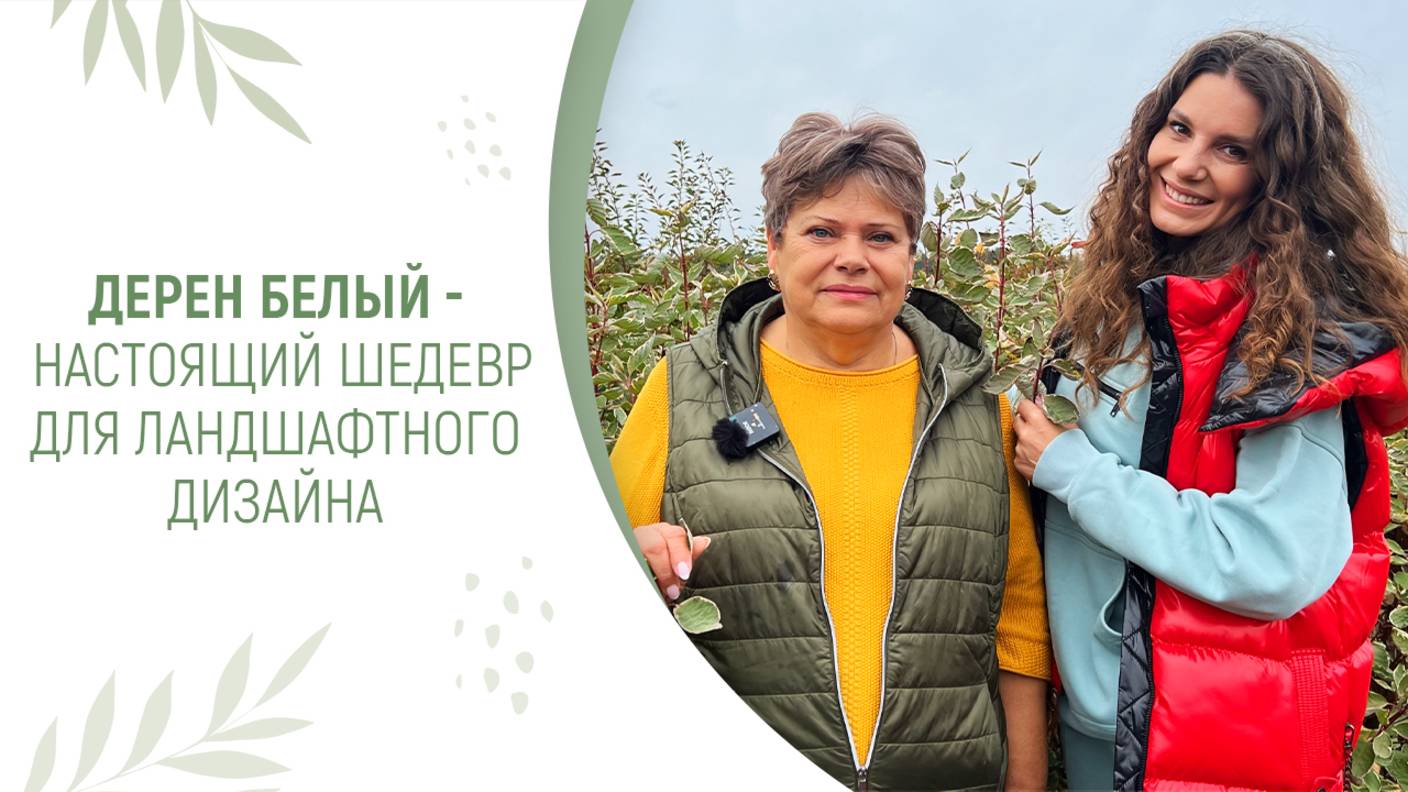 ДЕРЕН БЕЛЫЙ - НАСТОЯЩИЙ ШЕДЕВР ДЛЯ ЛАНДШАФТНОГО ДИЗАЙНА смотреть онлайн