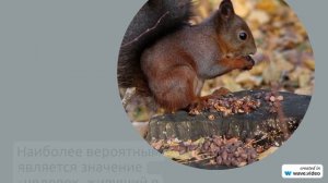 Фамилия Антук: история, происхождение, значение и правила склонения - все, что нужно знать