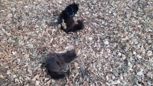 Отдыхают котики