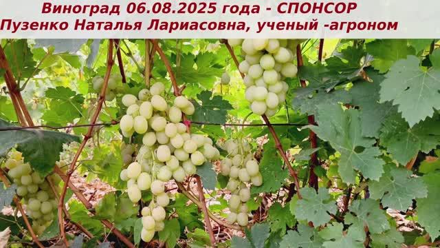 Виноград 06.08.2025 года СПОНСОР. Мускат во вкусе ягод просто потрясающий, люблю эту форму. смотреть онлайн