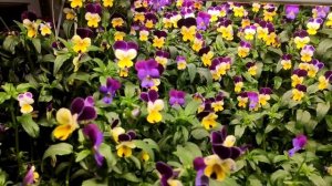 Море съедобных цветов выросло на продажу