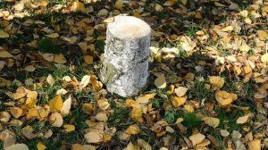 30=10=2025 СОЛНЕЧНЫЙ ОСТРОВ. КРАСНОДАР (85)