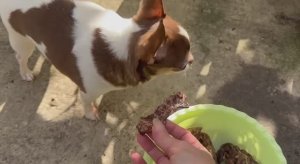 Все с удовольствием полакомись сушеным легким.