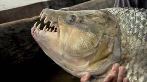 Они откусят всё, до чего доберутся... Самые зубастые рыбы в мире