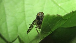 ИНСЕКТАРИЙ: 404. Ибисовая Муха (Atherix ibis)