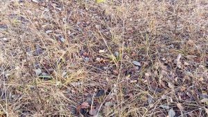 Грибы. 🍄 Мухомор