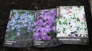 29-31 10 25г о хионодоксе