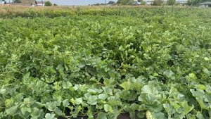 🎼 «Вре́мя, вперёд!»— оркестровая сюита композитора Георгия Свиридова, изданная впервые в 1965 г