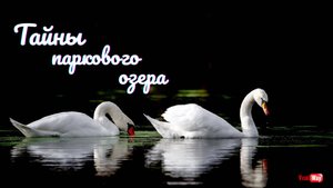 Непридуманная история паркового озера. Днепропетровск.