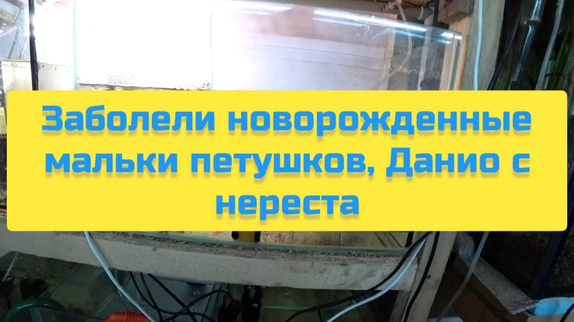 ЗАБОЛЕЛИ НОВОРОЖДЕННЫЕ МАЛЬКИ ПЕТУШКОВ, ДАНИО С НЕРЕСТА смотреть онлайн