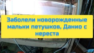 ЗАБОЛЕЛИ НОВОРОЖДЕННЫЕ МАЛЬКИ ПЕТУШКОВ, ДАНИО С НЕРЕСТА