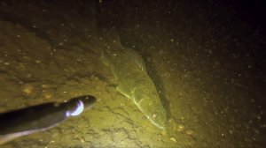 На новом участке