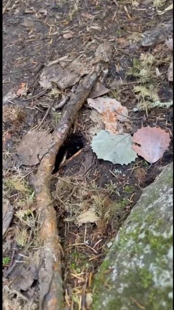 Жуков Владимир