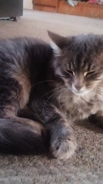 минка cat beydi.mp4