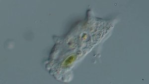 Все слышали про амёб, но не все их видели. Исправляем это недоразумение.