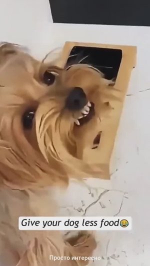 Смешные питомцы: Кошки-пугалки и Страшные маникюрши