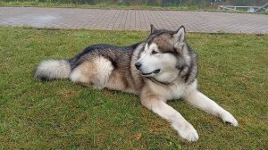 Медитация по-МАЛАМУТски 😂🐾🐻❤️🍁 VID_20251006_113139 #маламут #собака #аляскинскиймаламут